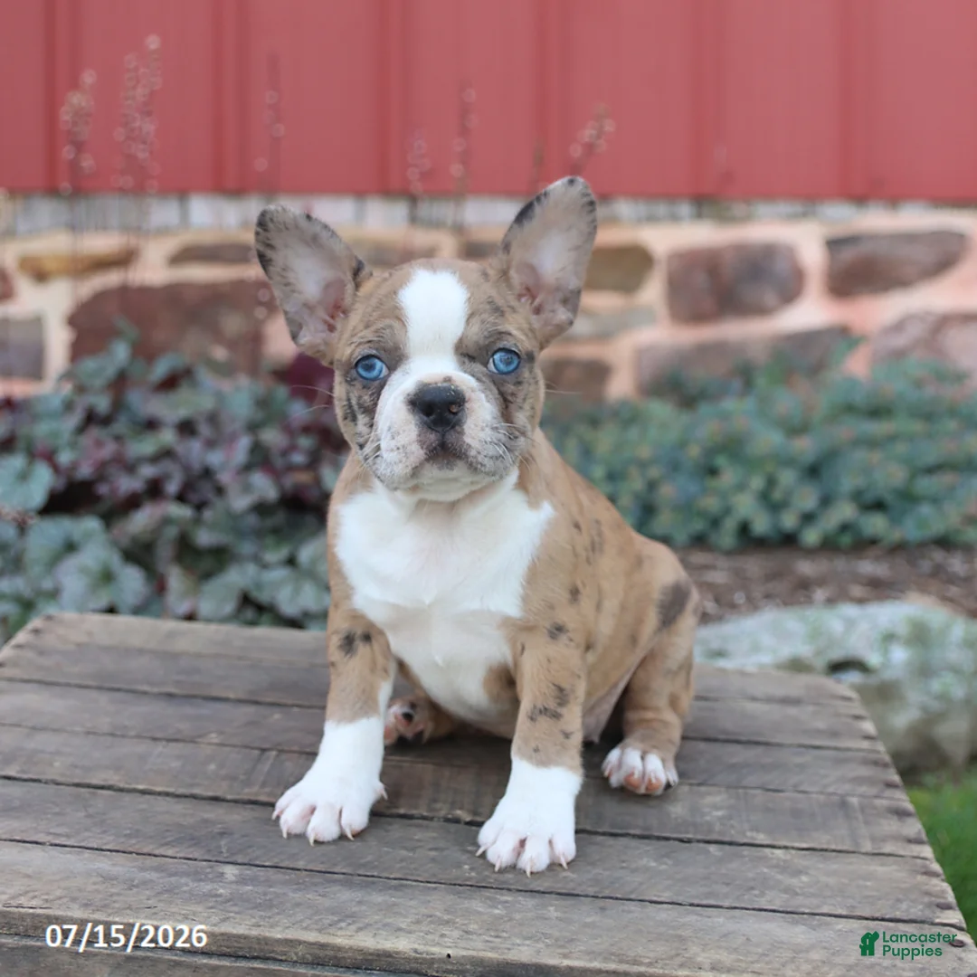 Frenchton dogs for sale: Jill - Ad 1