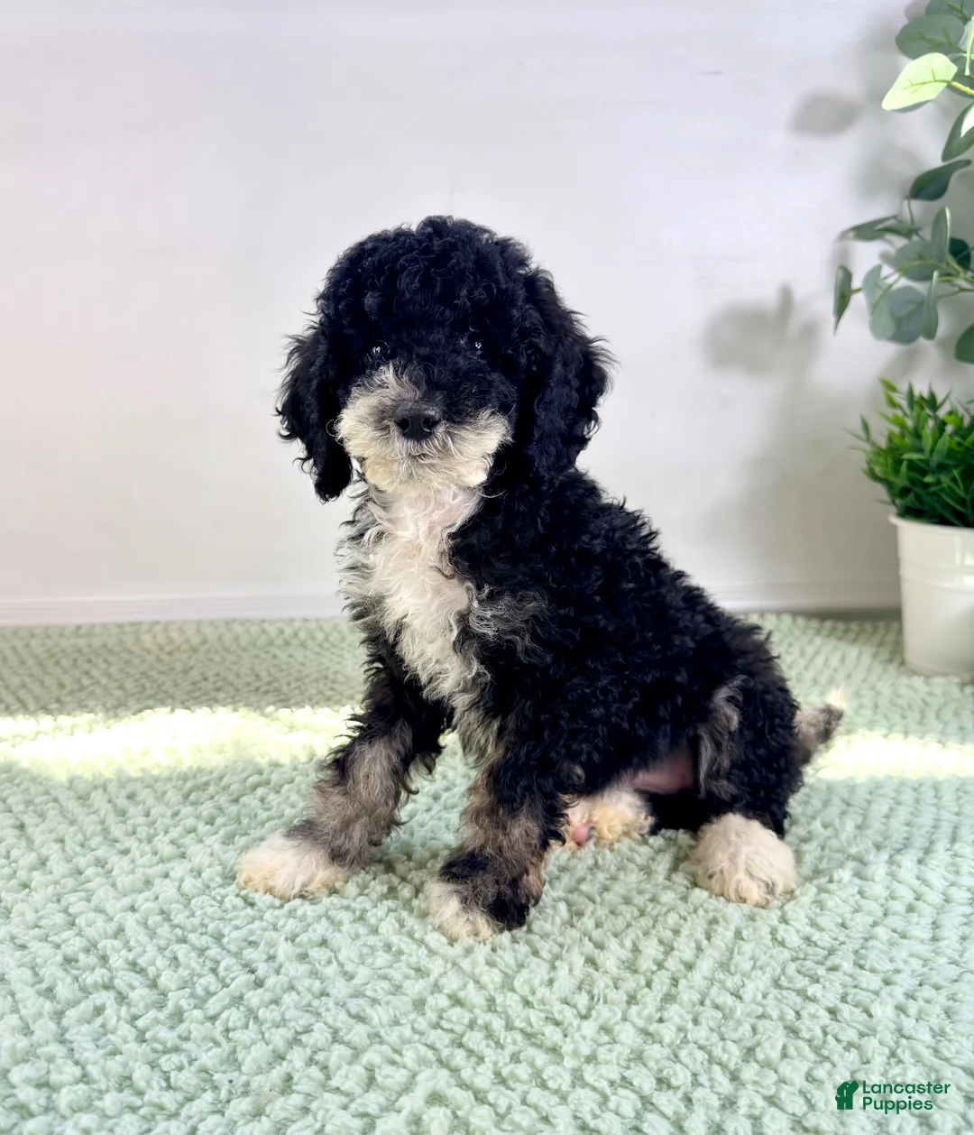 Bernedoodle dogs for sale: Salem - Ad 5