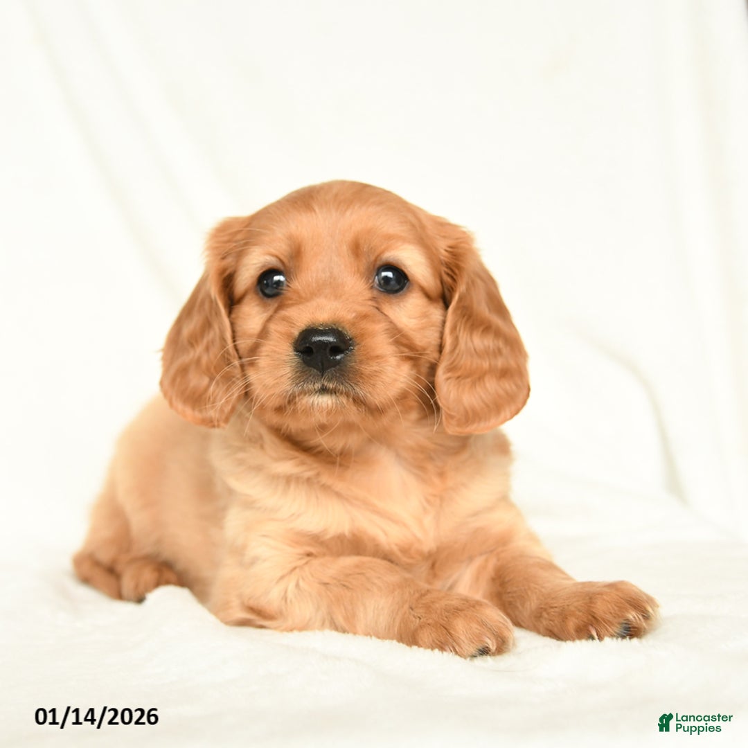 Miniature Golden Retriever dogs for sale: Easton - Ad 1