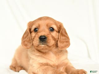 Miniature Golden Retriever dogs Easton - Ad 9