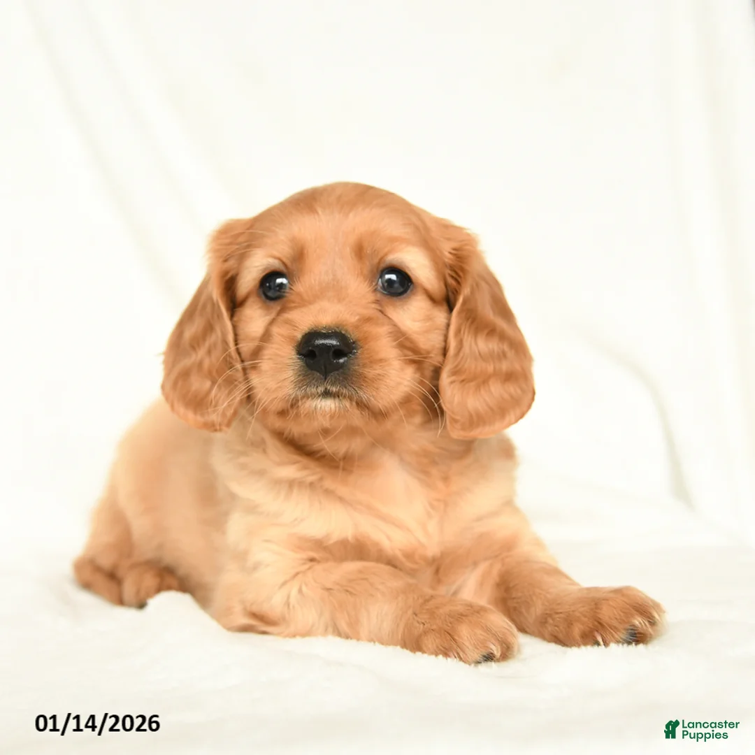 Miniature Golden Retriever dogs for sale: Easton - Ad 1