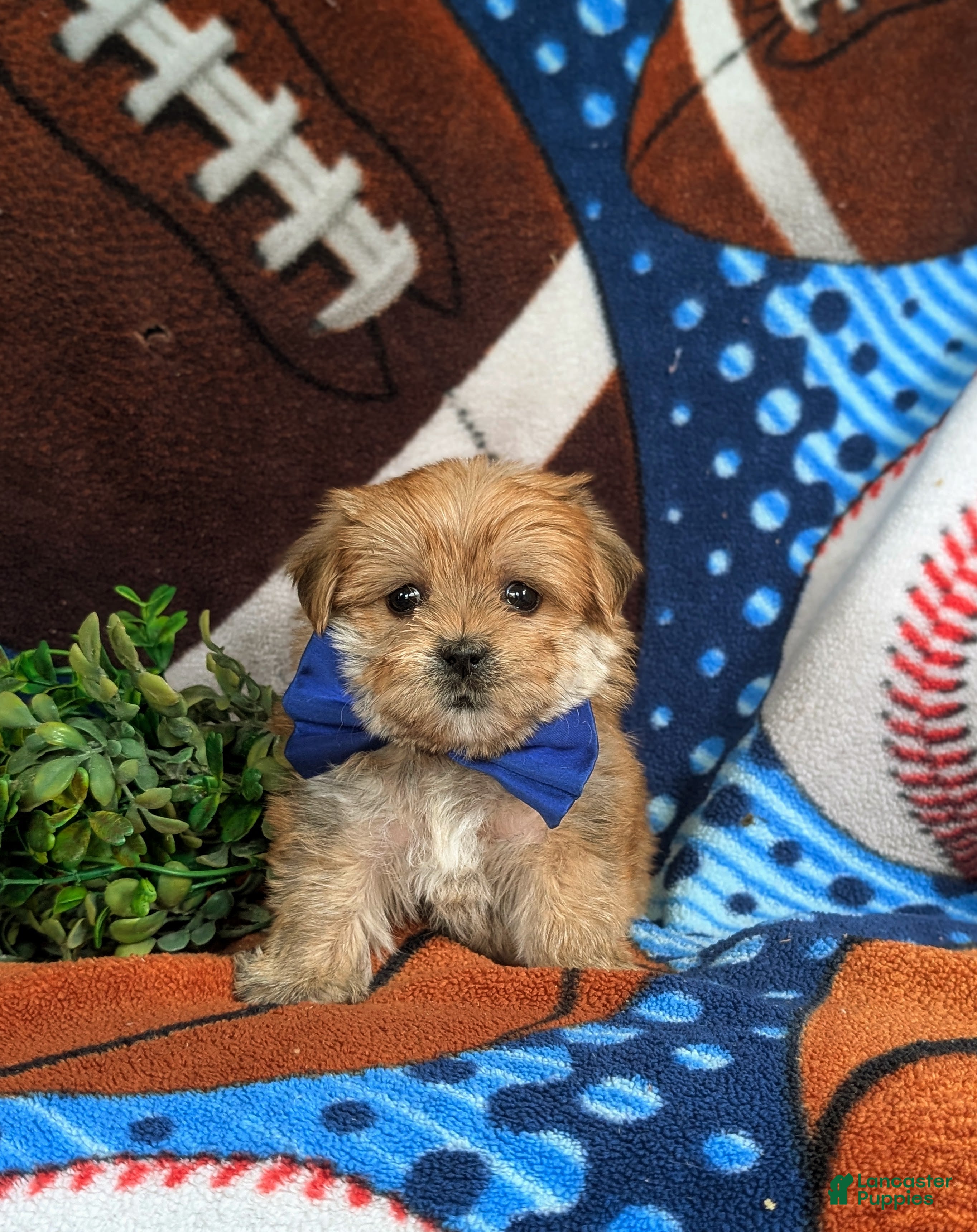 Morkie dogs Beau 7 lbs Full Grown - Ad 2
