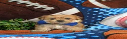 Morkie dogs for sale: Beau 7 lbs Full Grown - Ad 2