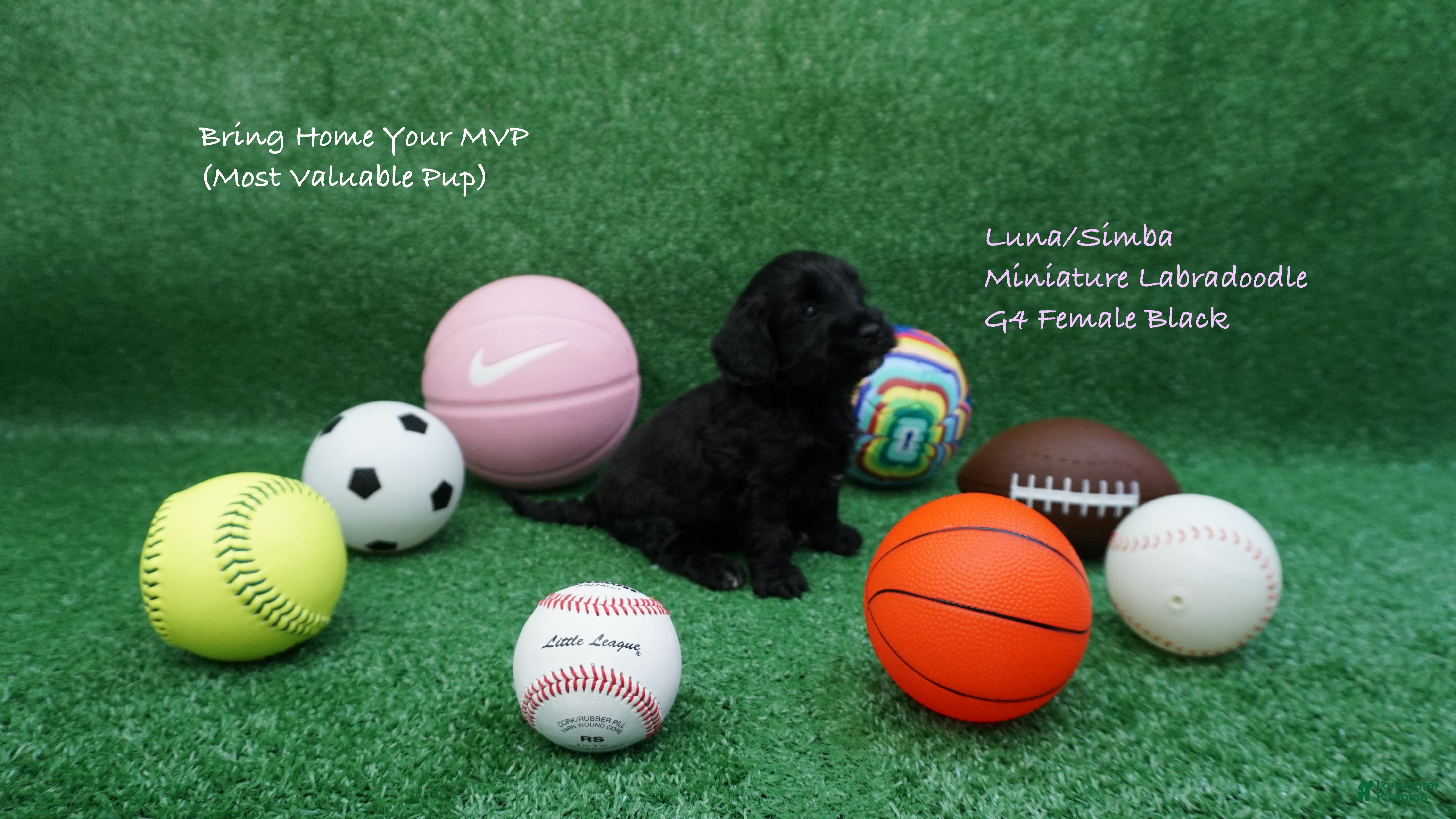 Miniature Labradoodle dogs LS G4 - Ad 14