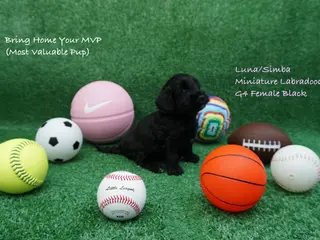 Miniature Labradoodle dogs LS G4 - Ad 14