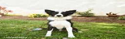 Border Collie dogs for sale: Sparky - Ad 1