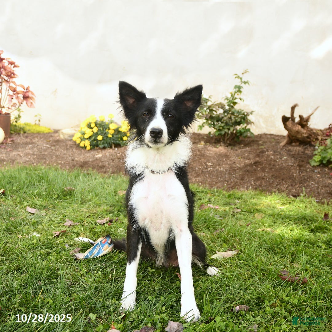 Border Collie dogs for sale: Sparky - Ad 1