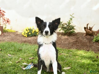 Border Collie dogs Sparky - Ad 29