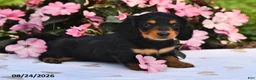 Miniature Dachshund dogs for sale: Sophie - Ad 4