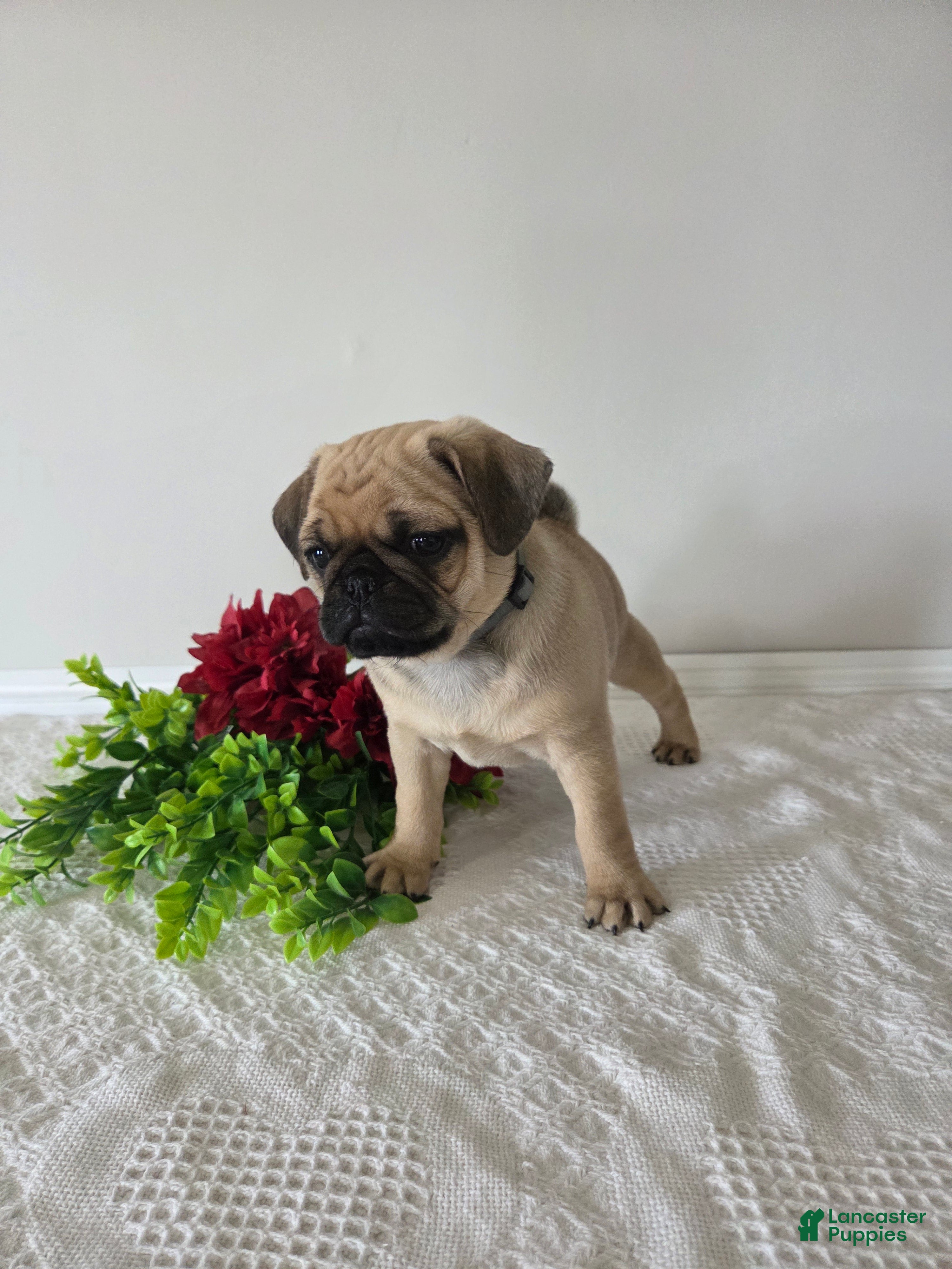 Puggle dogs Star - Ad 2