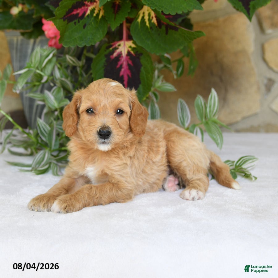 Mini Goldendoodle dogs Rocco - Ad 1