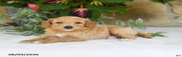 Mini Goldendoodle dogs for sale: Rocco - Ad 1