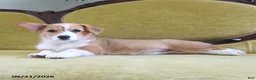 Welsh Corgi Pembroke dogs for sale: Callie - Ad 10