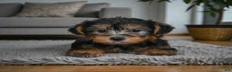 Yorkshire Terrier dogs for sale: LUCY - Ad 5