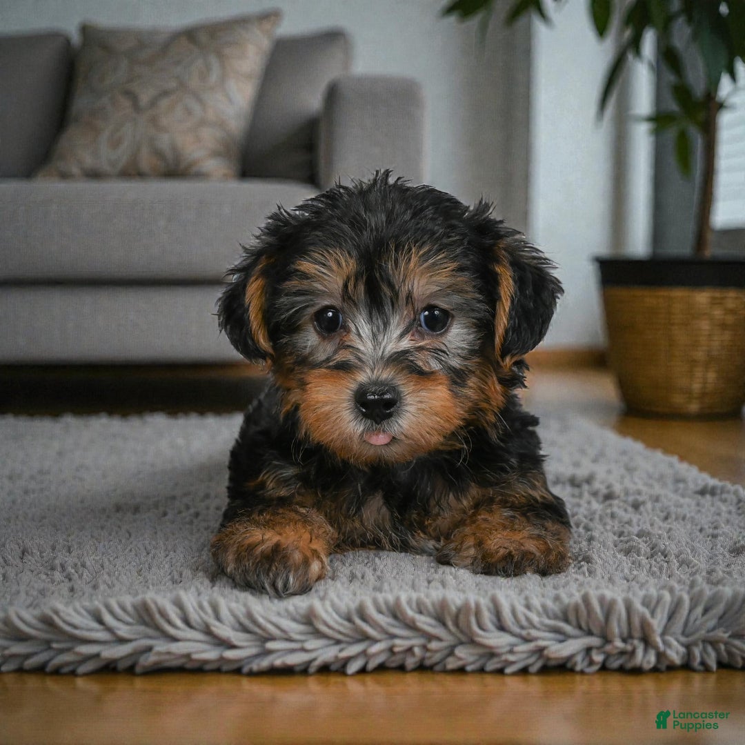 Yorkshire Terrier dogs for sale: LUCY - Ad 5