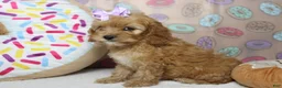 Cockapoo dogs for sale: Maddie - Ad 5