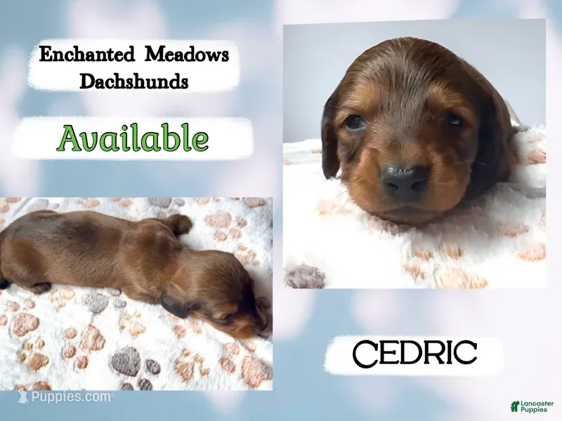 Miniature Dachshund dogs for sale: Cedric - Ad 1