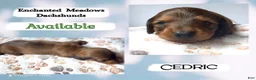 Miniature Dachshund dogs for sale: Cedric - Ad 3