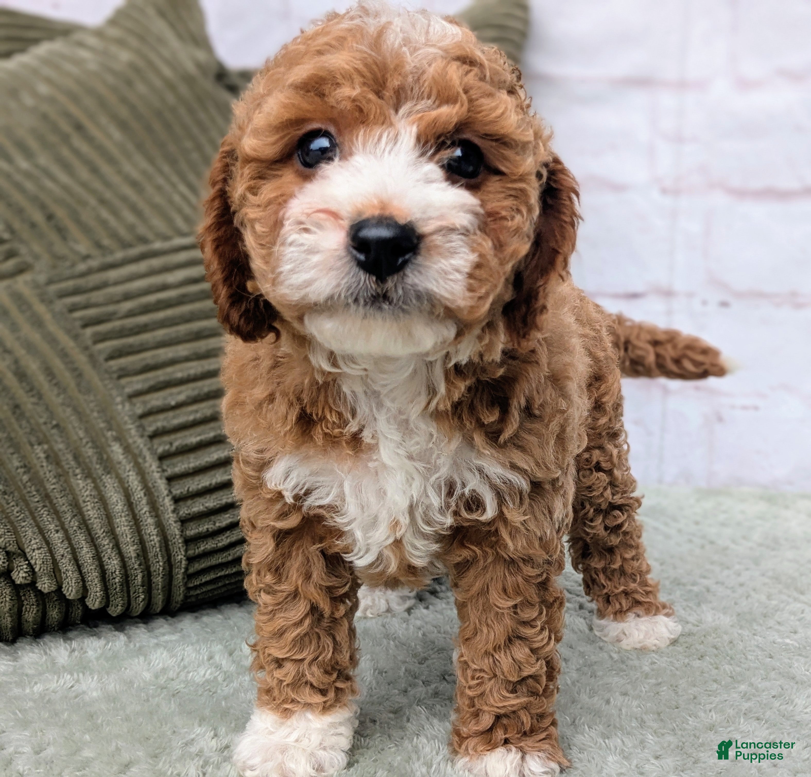 Mini Goldendoodle dogs Starry - Ad 1