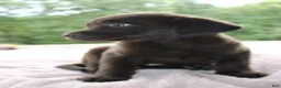 Labrador Retriever dogs for sale: Molly  - Ad 3