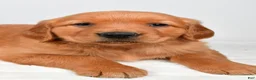Golden Retriever dogs for sale: Rose - Ad 8