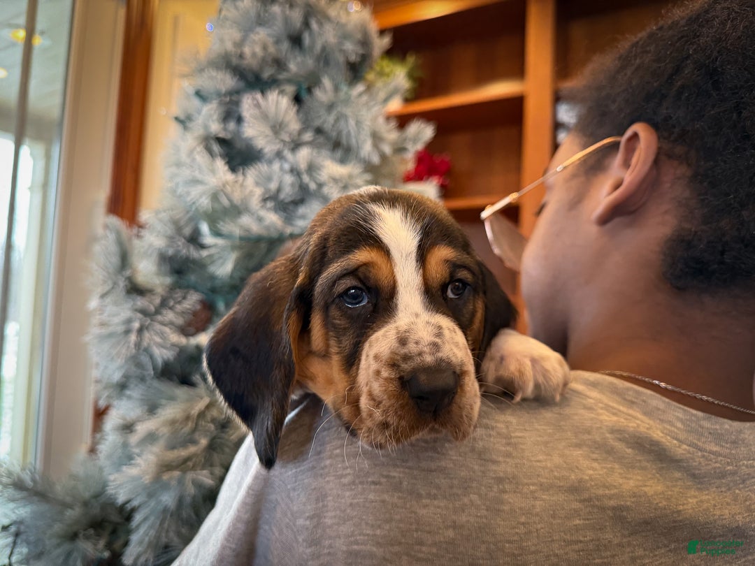 Basset Hound dogs for sale: Patrick - Ad 4