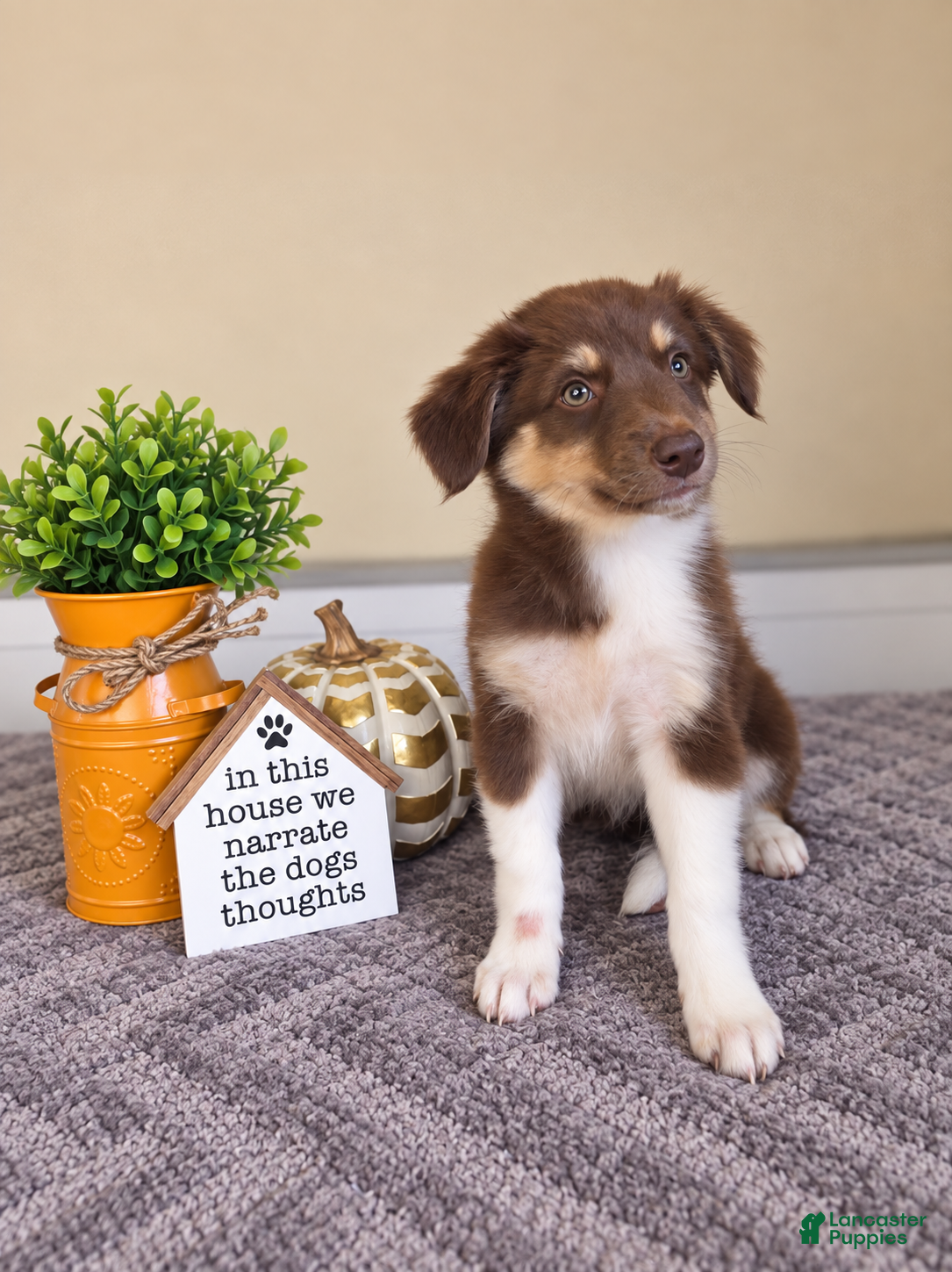Australian Shepherd dogs for sale: Olive - Ad 1