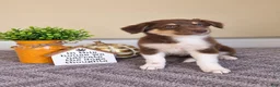 Australian Shepherd dogs for sale: Olive - Ad 1