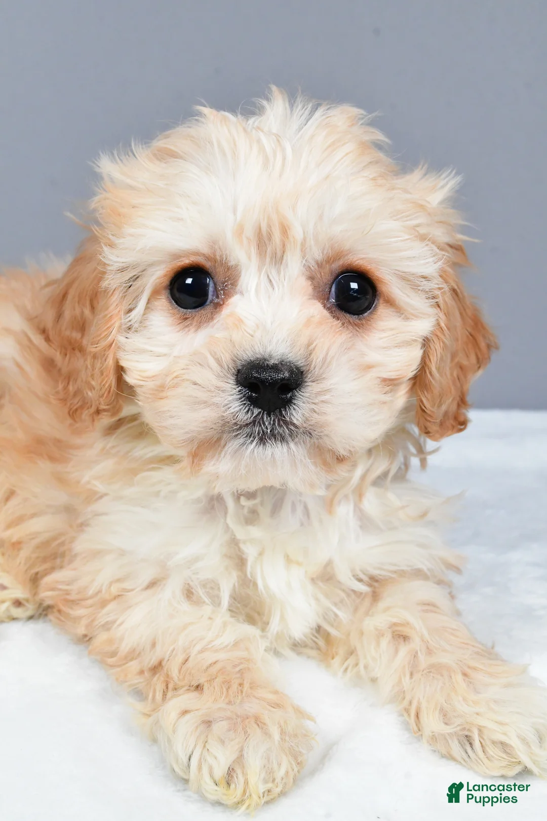 Cavachon dogs for sale: Ripley - Ad 3