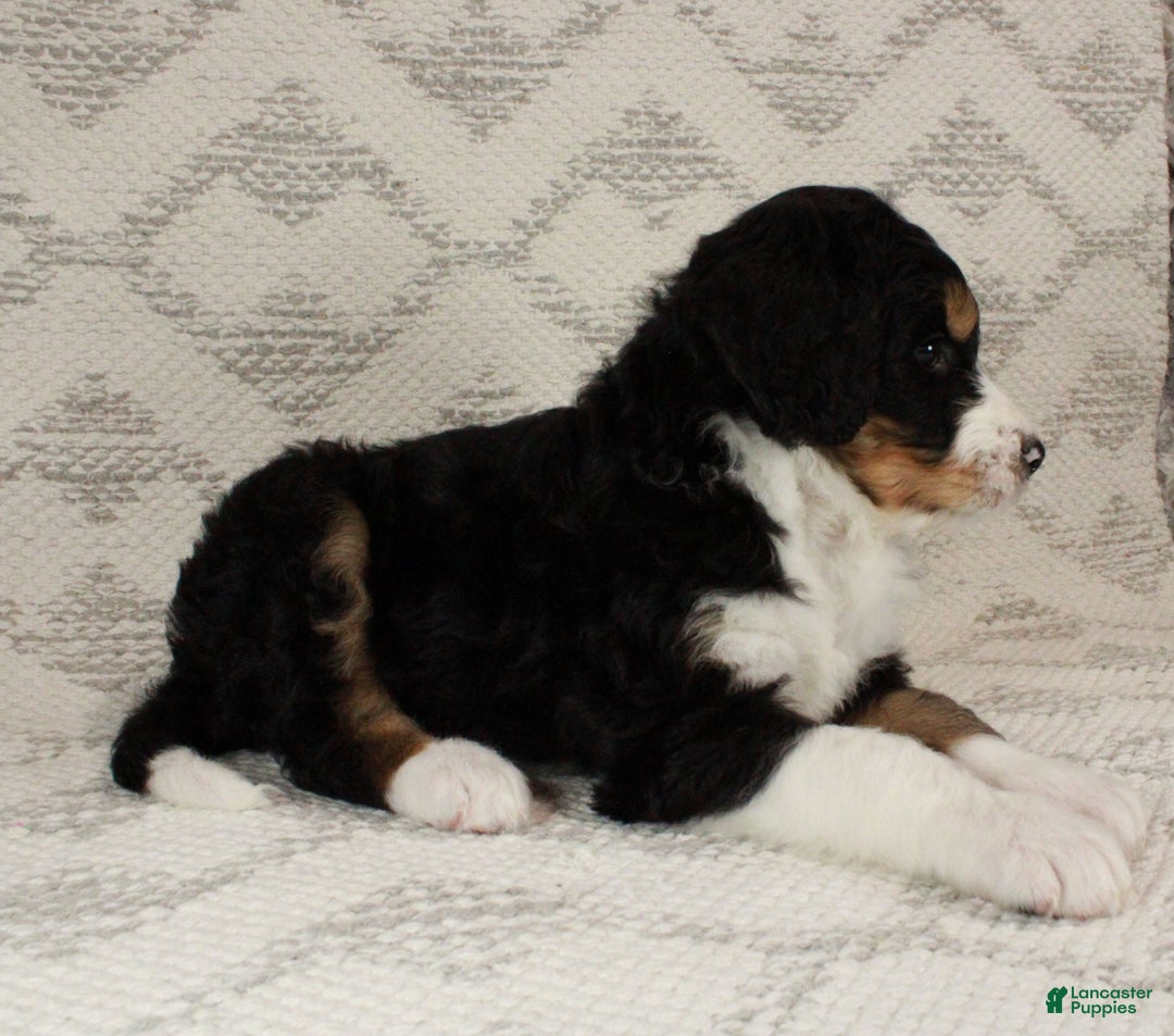 Bernedoodle dogs for sale: Sarge - Ad 2