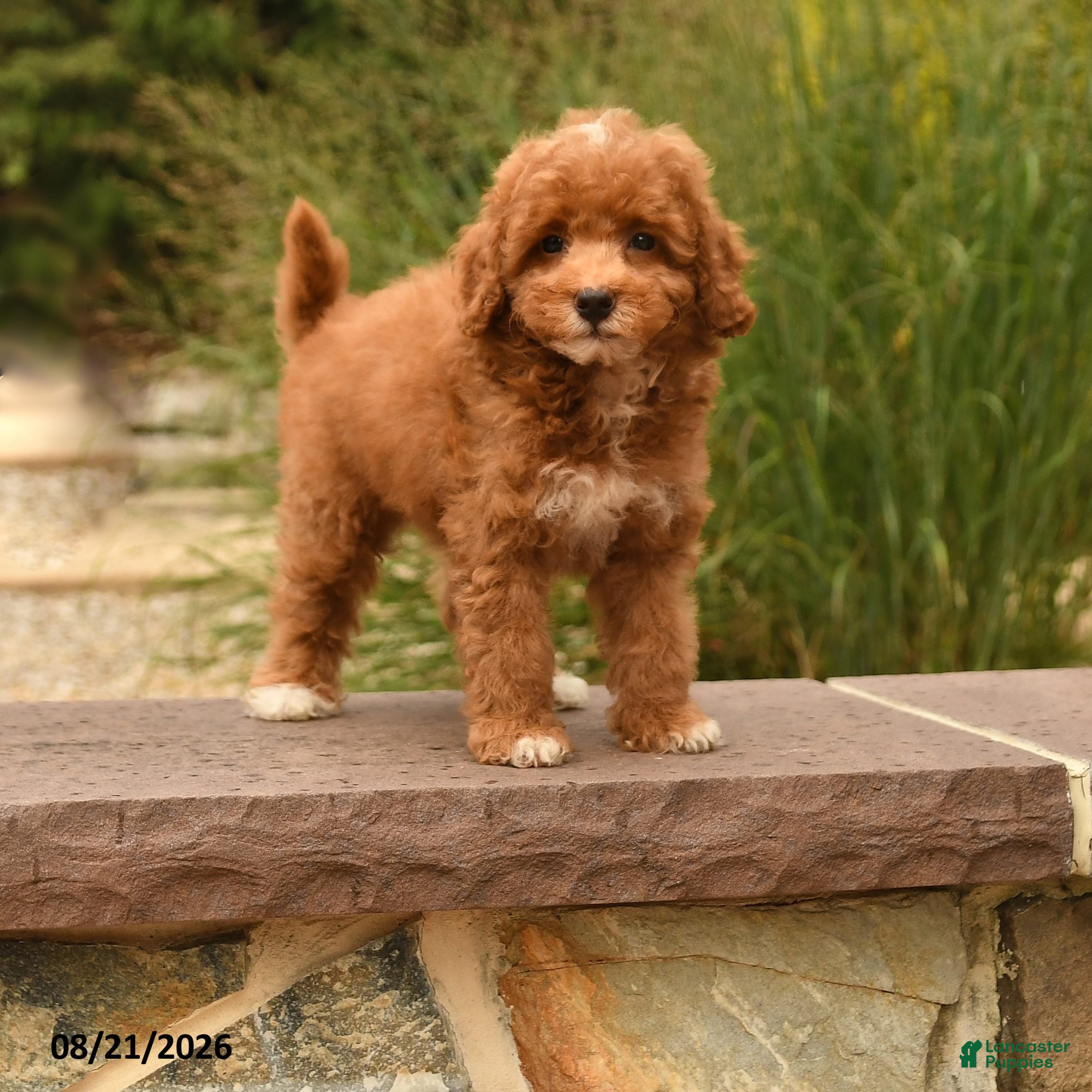 Cockapoo dogs Oran - Ad 1
