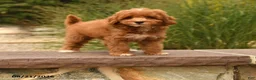 Cockapoo dogs for sale: Oran - Ad 1
