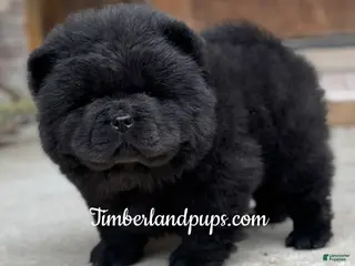 Chow Chow dogs Chow Chow Puppy 1 - Ad 1