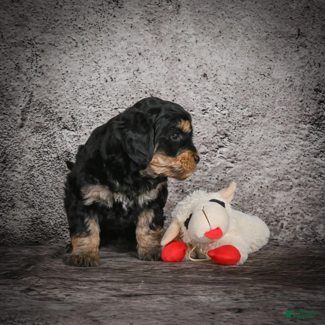 Mini Goldendoodle dogs for sale: Madelyn - Ad 4