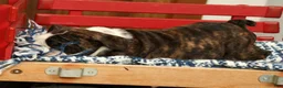 English Bulldog dogs for sale: Zayne - Ad 9