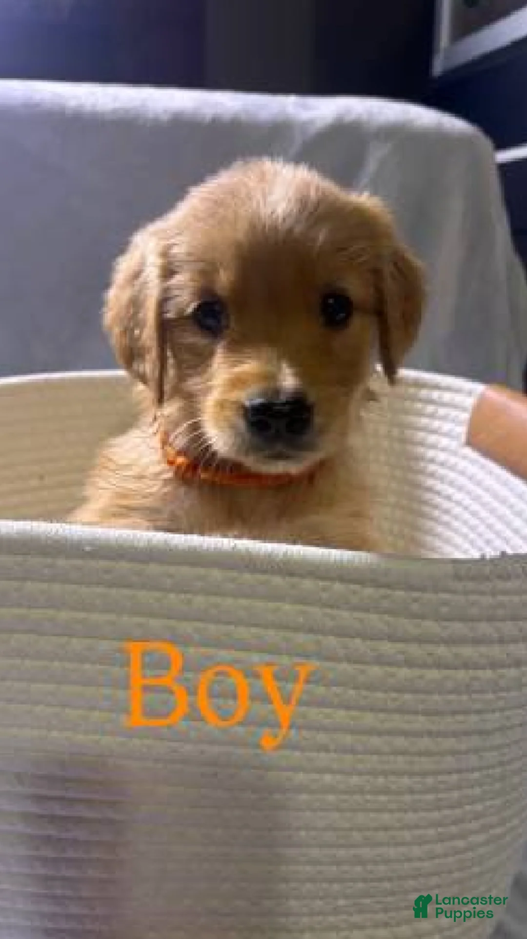 Golden Retriever dogs for sale: Golden Retriever Puppy - Ad 1