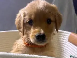 Golden Retriever dogs Golden Retriever Puppy - Ad 5