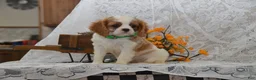 Cavalier King Charles Spaniel dogs for sale: Wrenly - Ad 1
