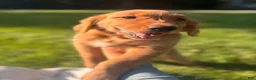 Golden Retriever dogs for sale: Lottie  - Ad 4