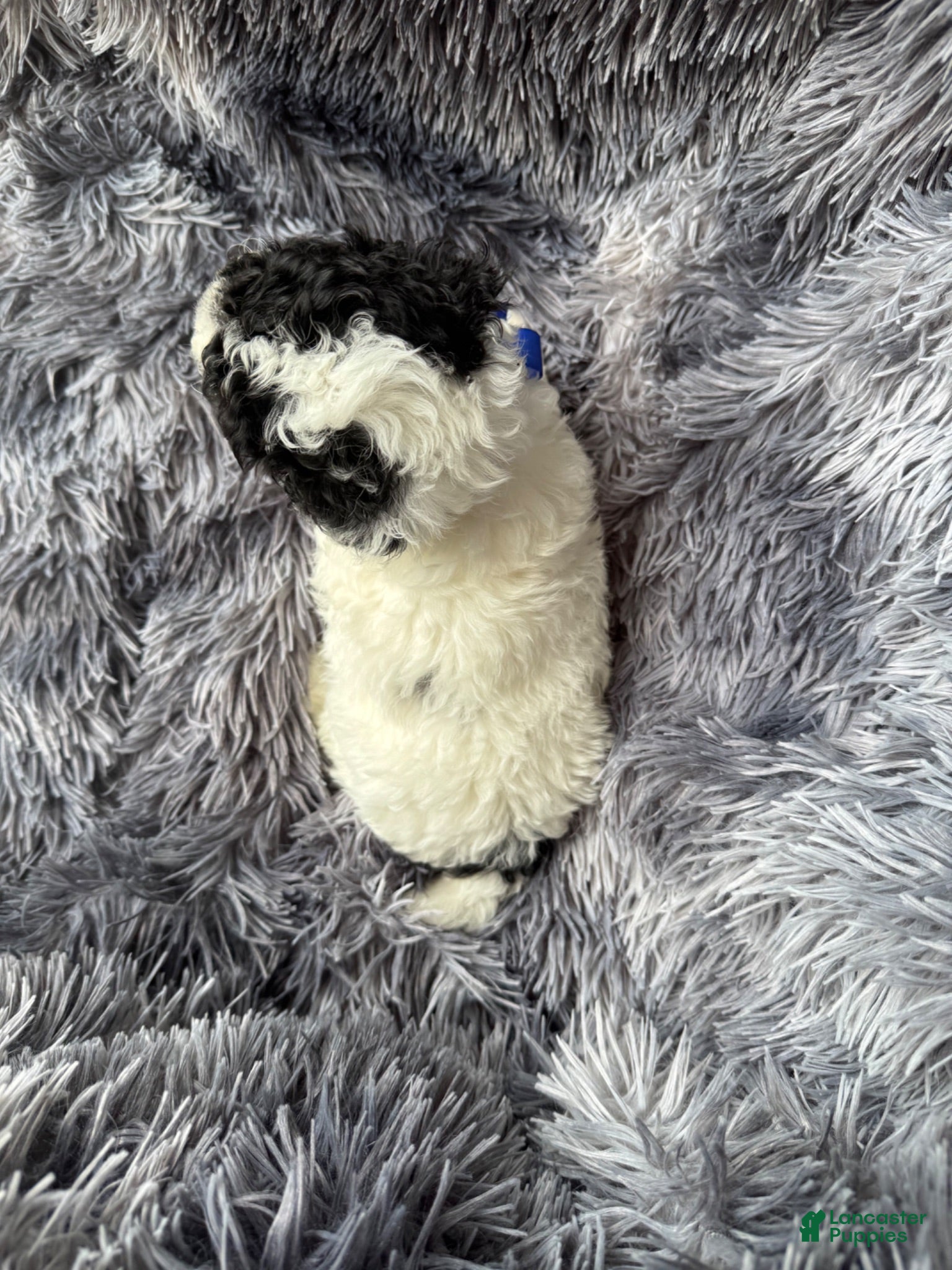 Toy Poodle dogs Toy Poodle 1 - Ad 2
