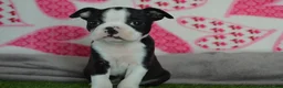 Boston Terrier dogs for sale: Cash - Ad 2