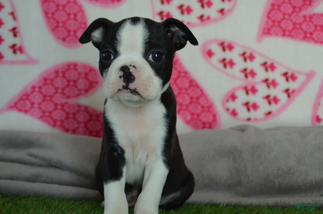 Boston Terrier dogs for sale: Cash - Ad 2