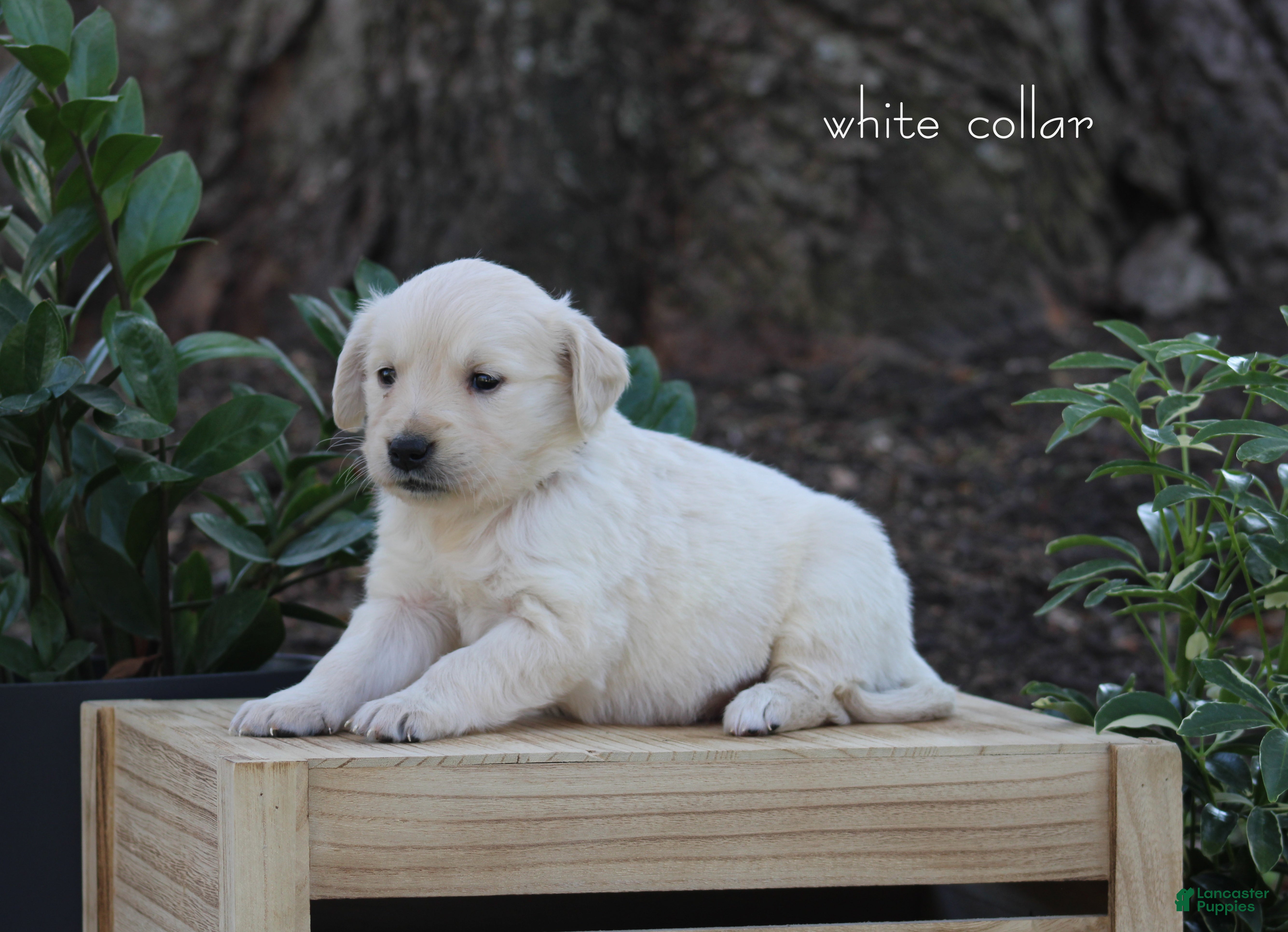 Golden Retriever dogs Golden Retriever White Collar - Ad 2