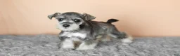 Miniature Schnauzer dogs for sale: Scout  - Ad 2