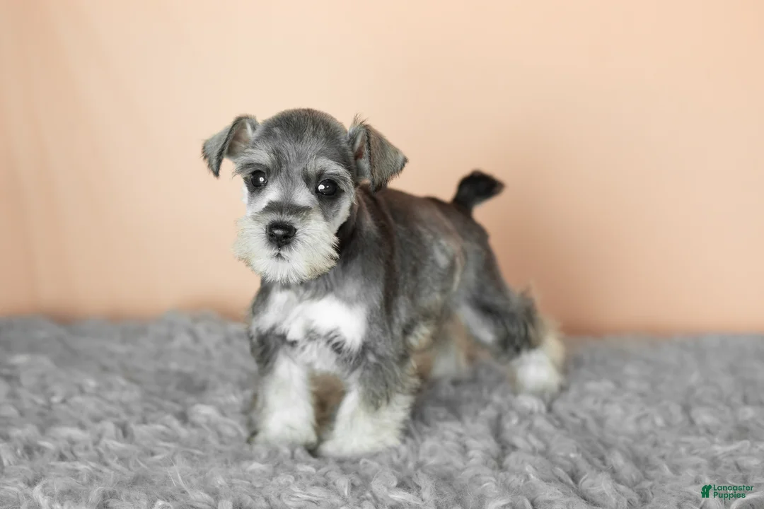 Miniature Schnauzer dogs for sale: Scout  - Ad 2