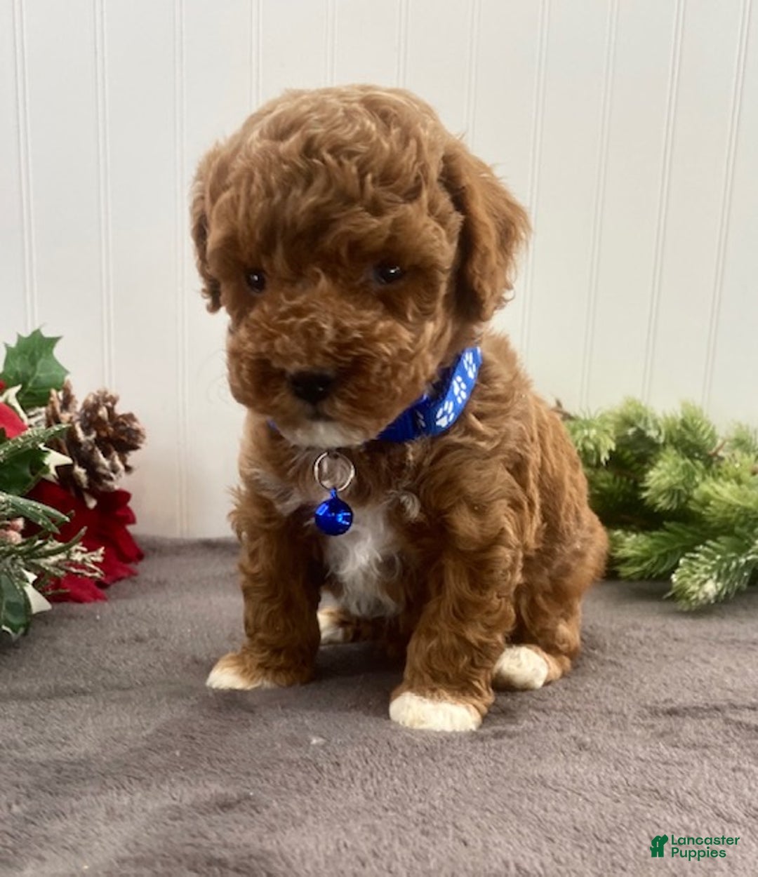 Toy Poodle dogs for sale: Buddy - Ad 5