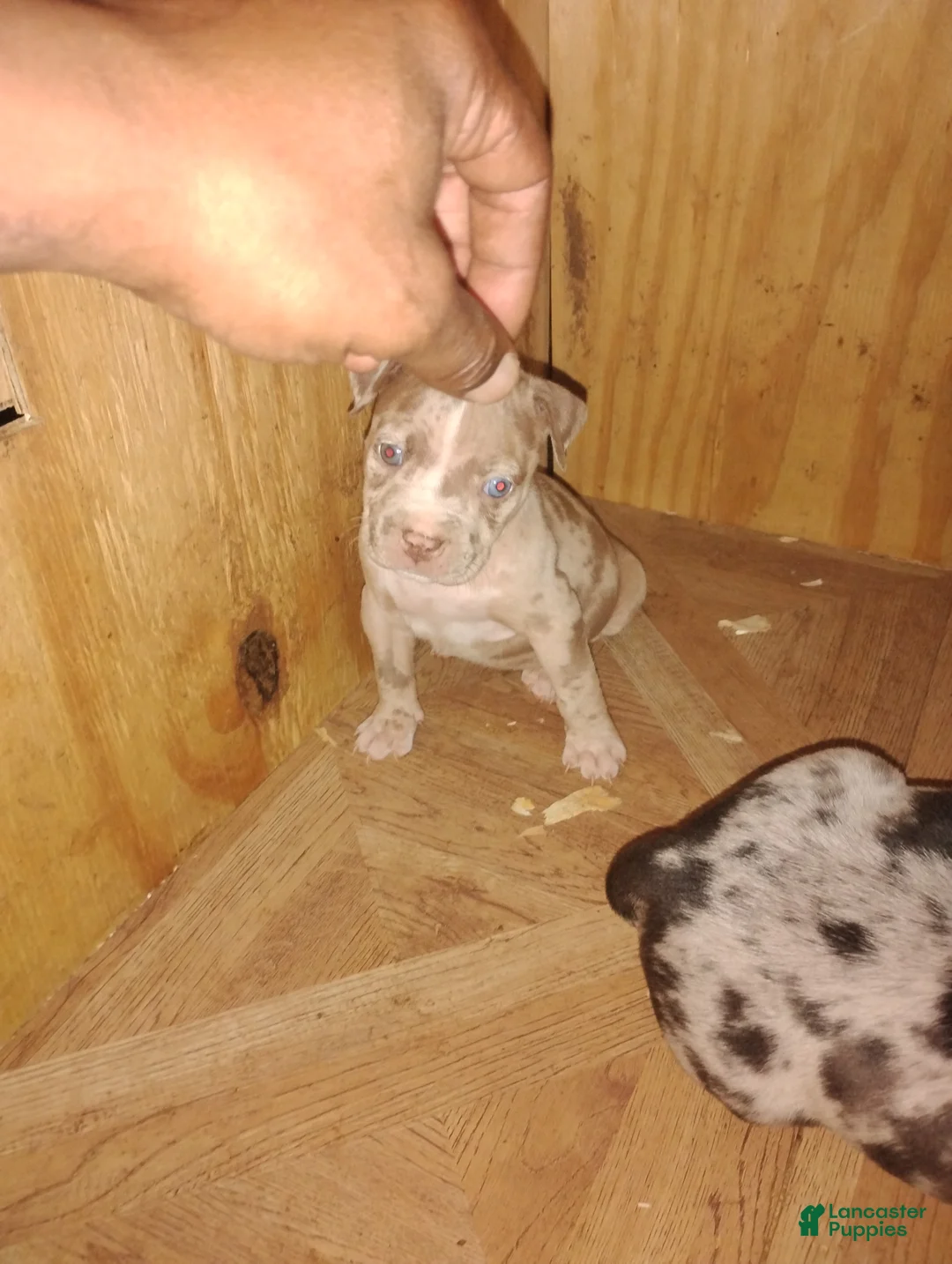 American Bully dogs for sale: American Bully Puppy 1 - Ad 3
