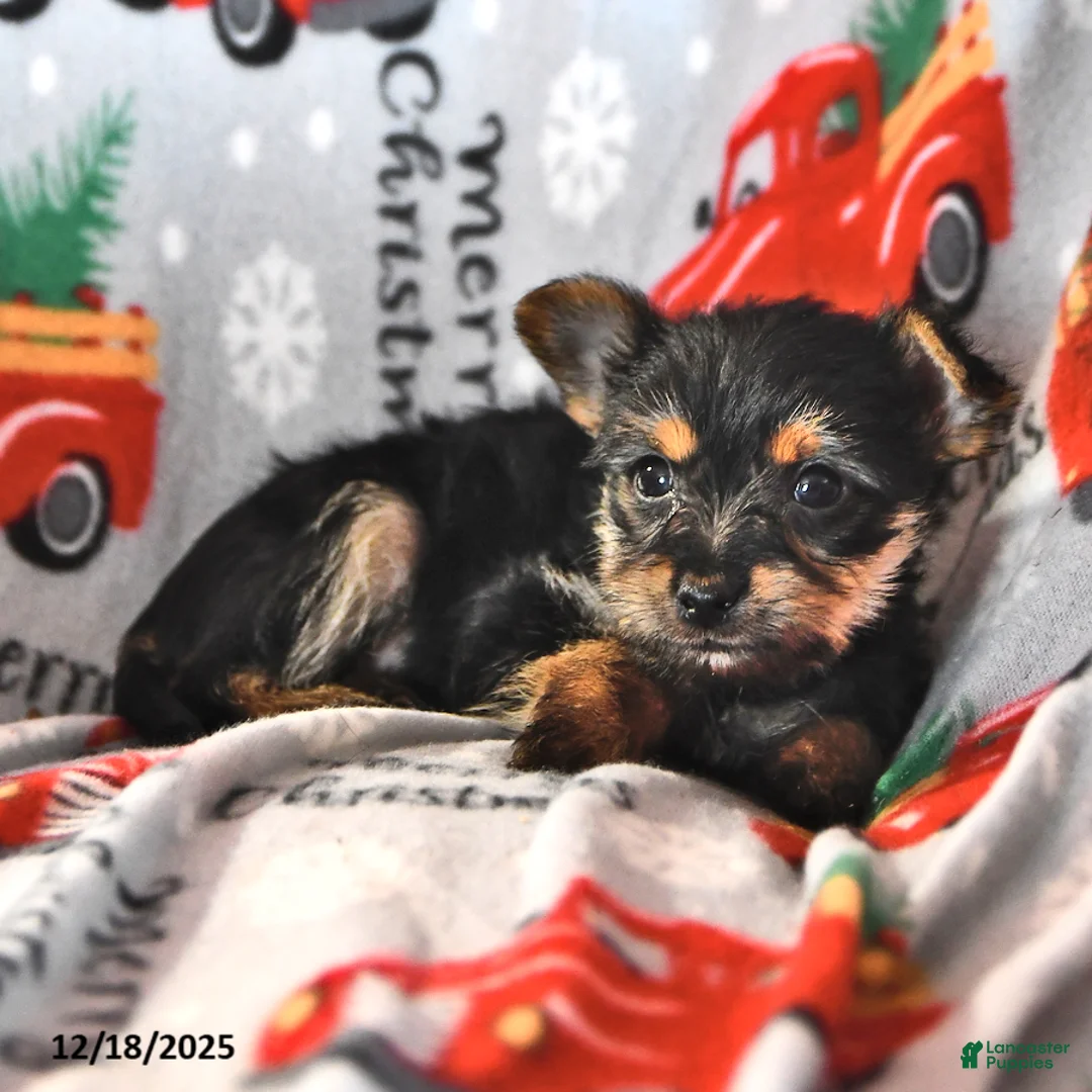 Morkie dogs for sale: Max - Ad 4