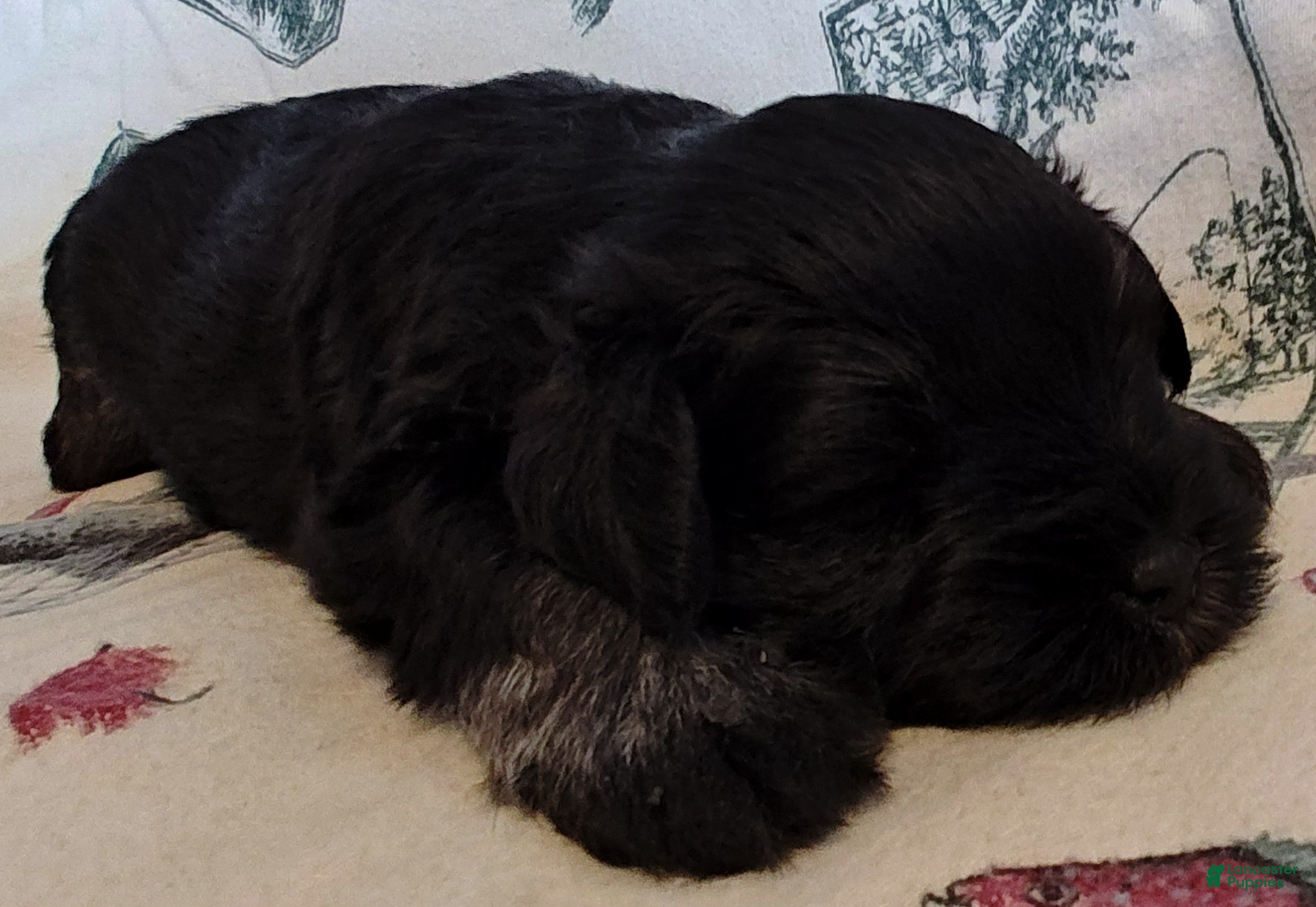 Miniature Schnauzer dogs Boy 1 - Ad 34