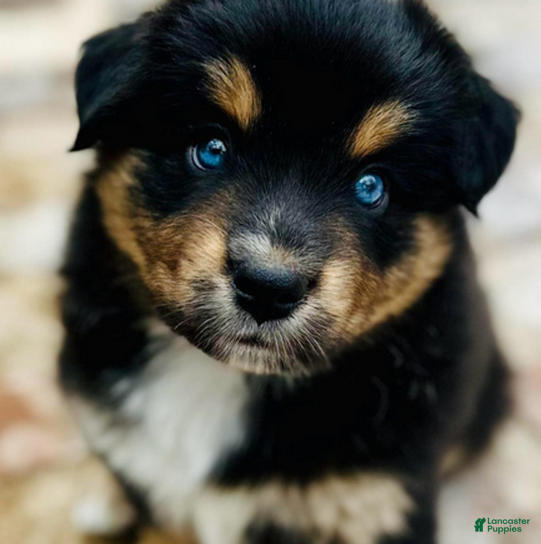 Miniature Australian Shepherd dogs for sale: Gunnar - Ad 1